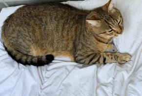 Alerte Disparition Chat Mâle, 3 ans Nantes France