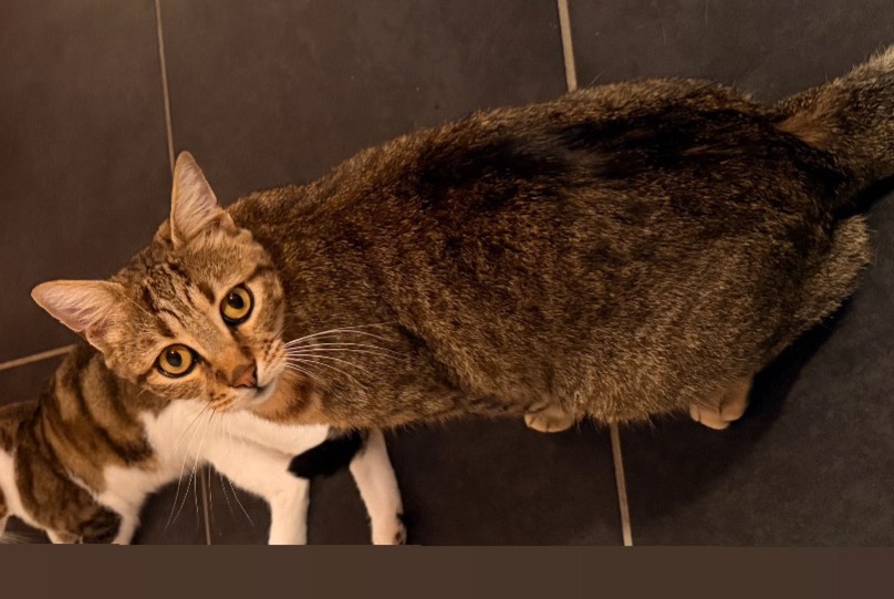 Alerte Disparition Chat  Mâle , 3 ans Nantes France