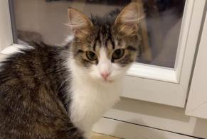 Alerte Découverte Chat Femelle Myans France