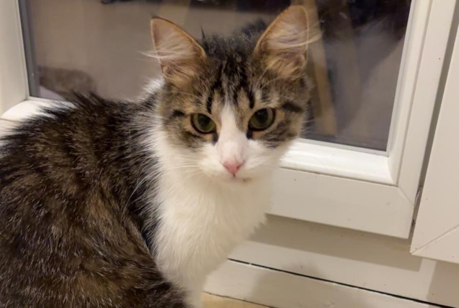 Alerte Découverte Chat Femelle Myans France