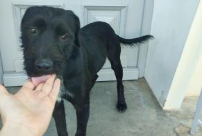 Alerte Découverte Chien croisement Mâle, Entre 9 et 12 mois Caux France