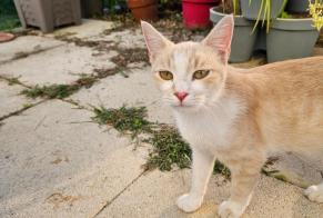 Alerte Découverte Chat Femelle Bernis France