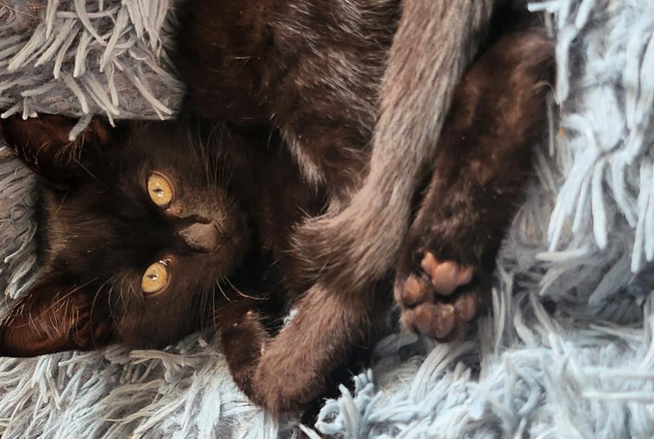 Alerte Disparition Chat Femelle , 1 ans Saint-Féliu-d'Amont France