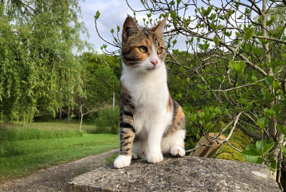 Alerte Disparition Chat Femelle , 4 ans Baudinard-sur-Verdon France