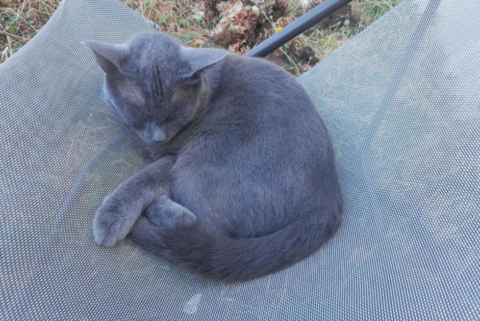 Alerte Disparition Chat Mâle , 2 ans Lens-Lestang France