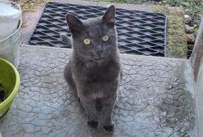 Alerte Découverte Chat Mâle Les Landes-Genusson France