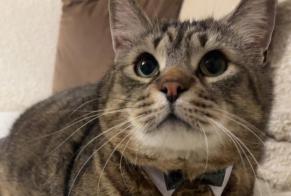Alerte Disparition Chat Mâle, 8 ans Le Pontet France