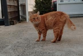Alerte Découverte Chat Inconnu, 1 année Saint-Joachim France