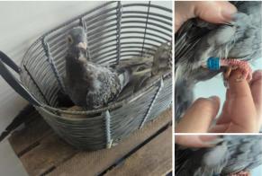 Alerte Découverte Oiseau Inconnu Rezé France