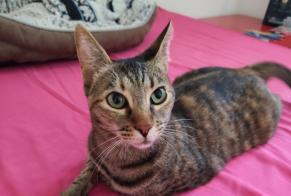 Alerte Disparition Chat Femelle, 3 ans Royan France