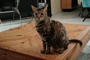 Alerte Disparition Chat Femelle, 3 ans Royan France