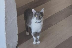 Alerte Disparition Chat Femelle, 1 ans Falck France