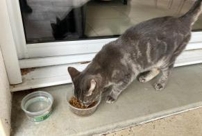 Alerte Découverte Chat Femelle Jaunay-Marigny France
