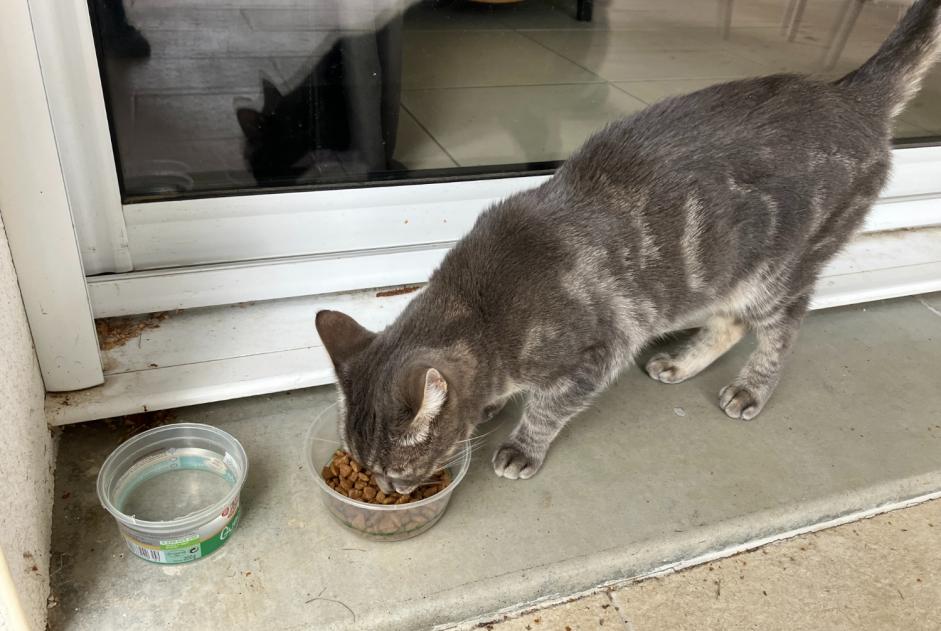 Alerte Découverte Chat Femelle Jaunay-Marigny France