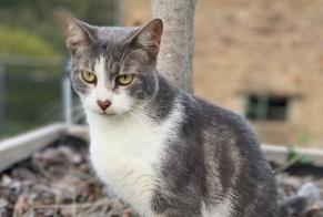 Alerte Disparition Chat Mâle, 3 ans Chaponnay France