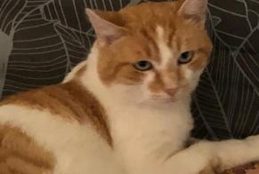 Alerte Découverte Chat Mâle Solignac-sous-Roche France