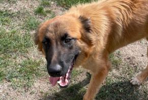 Alerte Découverte Chien croisement Mâle Mésanger France