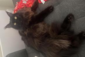 Alerte Disparition Chat Mâle, 2 ans Saffré France