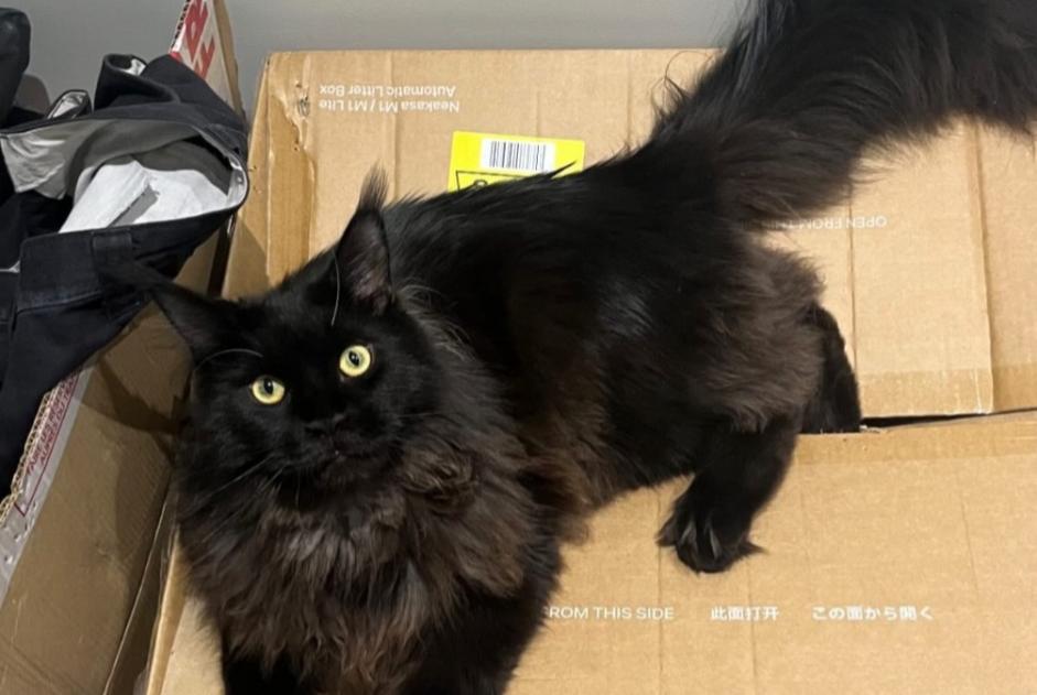 Alerte Disparition Chat  Mâle , 2 ans Saffré France