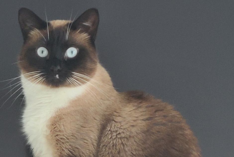 Alerte Disparition Chat croisement Femelle , 9 ans La Chapelle-Gauthier France