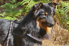 Alerte Disparition Chien Mâle, 1 ans Plougoumelen France