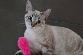 Alerte Découverte Chat Mâle Lambersart France