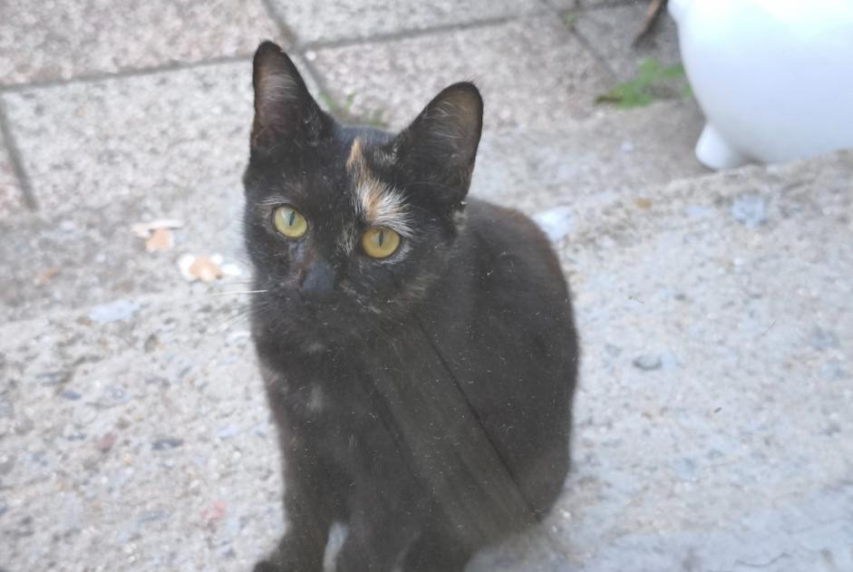 Alerte Découverte Chat Inconnu Faches-Thumesnil France