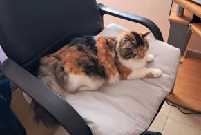 Alerte Disparition Chat Femelle, 2 ans Cénac France