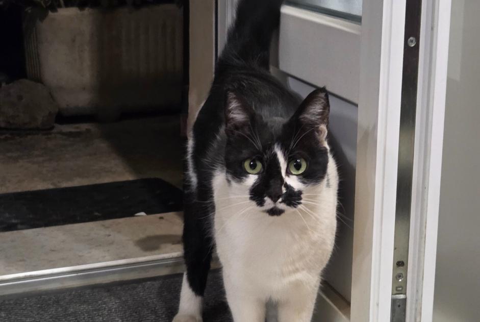 Alerte Découverte Chat Femelle Morières-lès-Avignon France