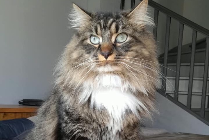 Alerte Disparition Chat Mâle , 2 ans Wingles France