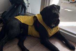 Alerte Disparition Chien Mâle, 1 ans Saint-Nazaire France