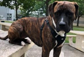Alerte Disparition Chien croisement Femelle, 4 ans Toulouse France