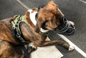 Alerte Disparition Chien croisement Femelle, 4 ans Toulouse France