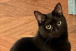Alerte Disparition Chat croisement Femelle, 2 ans Colmar France