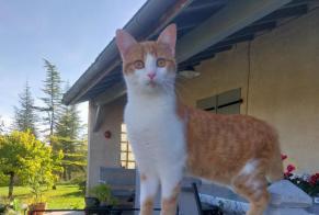 Alerte Disparition Chat Femelle, 1 ans Cagnac-les-Mines France