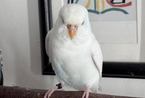Alerte Disparition Oiseau Femelle, 2026 ans Paris France