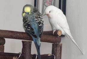 Alerte Disparition Oiseau Femelle, 2026 ans Paris France