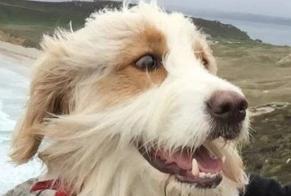 Alerte Disparition Chien croisement Mâle, 12 ans Les Sables-d'Olonne France