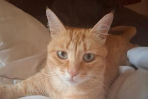Alerte Disparition Chat Mâle, 1 ans Oost-Cappel France