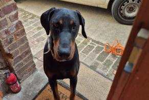 Alerte Découverte Chien Mâle Saint-Clair-sur-Epte France