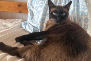Alerte Disparition Chat Mâle, 4 ans Saint-Raphaël France
