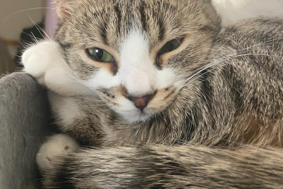 Alerte Disparition Chat Femelle , 2 ans Blanzat France