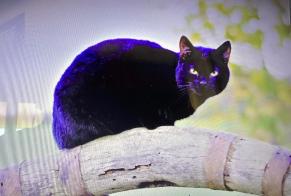 Alerte Disparition Chat croisement Femelle, 7 ans Malbuisson France