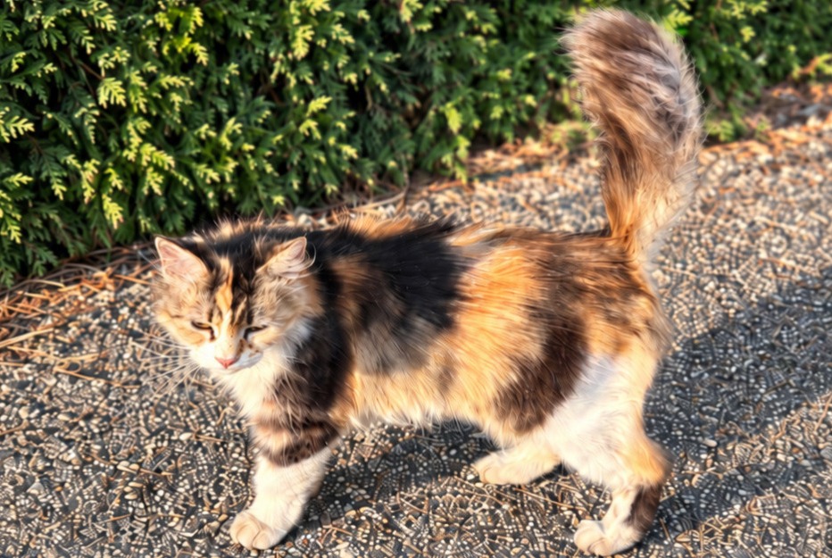 Alerte Disparition Chat Femelle , 4 ans Montrond-les-Bains France
