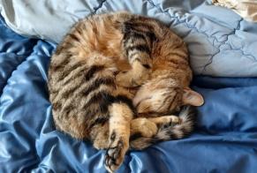 Alerte Disparition Chat Femelle, 2 ans Pertuis France