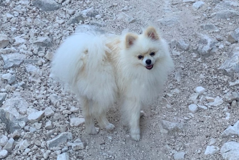 Alerte Disparition Chien  Mâle , 1 ans Saint-Genis-Pouilly France