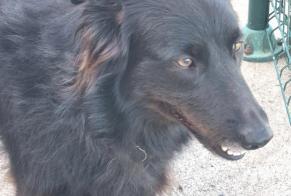 Alerte Découverte Chien Femelle Exireuil France