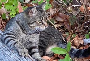 Alerte Disparition Chat Mâle, 8 ans Saint-Gourson France