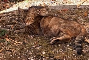 Alerte Découverte Chat croisement Mâle Mazamet France