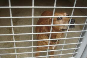 Alerte Découverte Chien Femelle Saint-Amans-Soult France